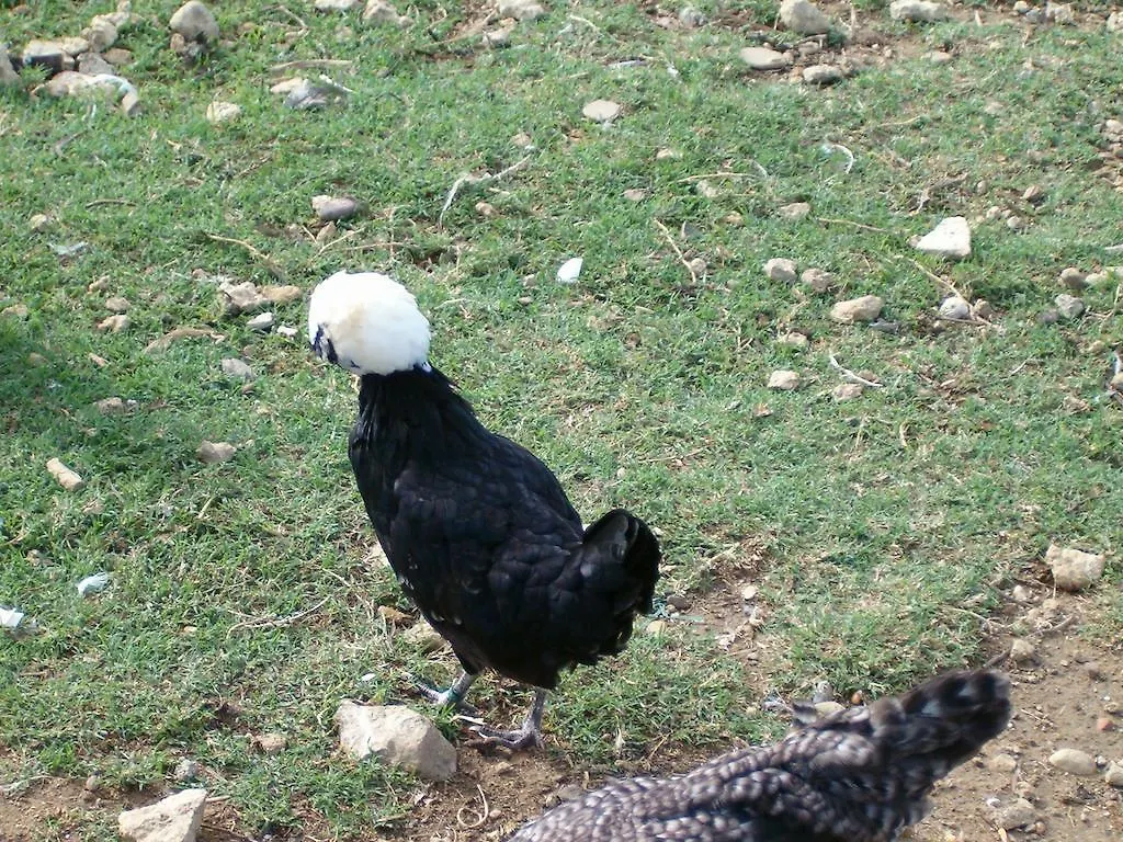 Le Biricoccole Vila Vada